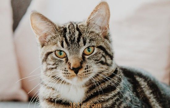 猫糖尿病的症状护理糖尿病的猫咪要小心(图2)