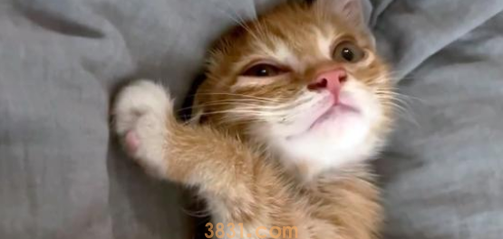 奄奄一息的小流浪猫,被好心女孩救助,它决定用自己的余生去报恩(图1)