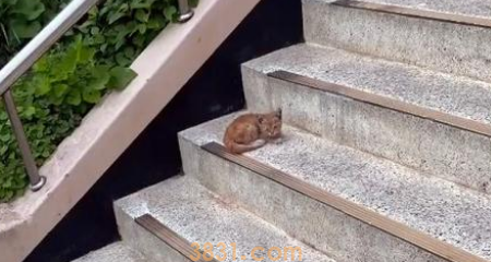 奄奄一息的小流浪猫,被好心女孩救助,它决定用自己的余生去报恩(图2)