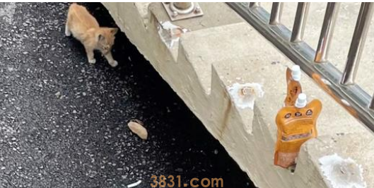 奄奄一息的小流浪猫,被好心女孩救助,它决定用自己的余生去报恩(图3)