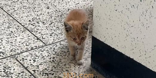 奄奄一息的小流浪猫,被好心女孩救助,它决定用自己的余生去报恩(图4)