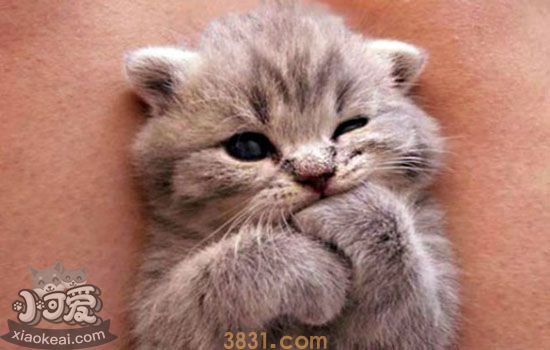 小奶猫该如何喂养两月内小奶猫喂食攻略(图3)