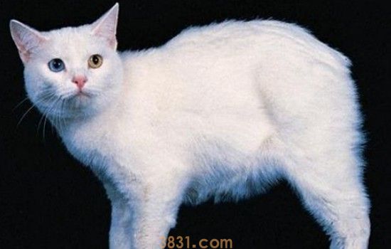 公猫闭尿咋让排尿时闭尿后的及时排尿很重要的是!(图1)