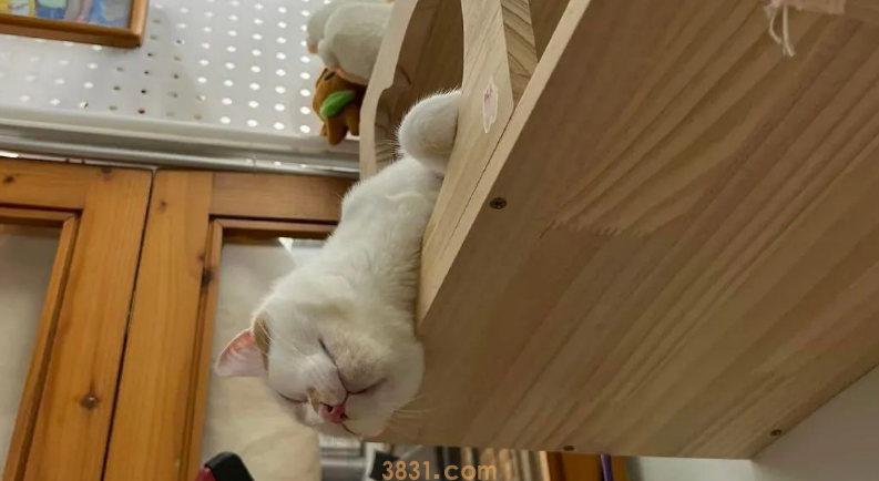 网友晒出一张猫片,却只能看到一只“鸭子”…骗鬼呢?(图2)