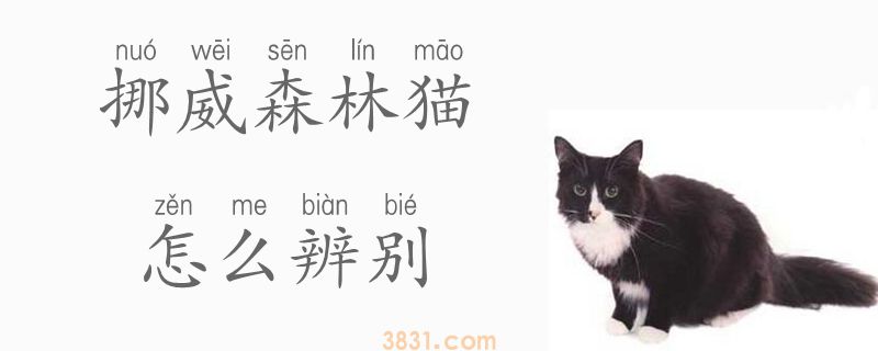 挪威森林猫咋辨别(图1)