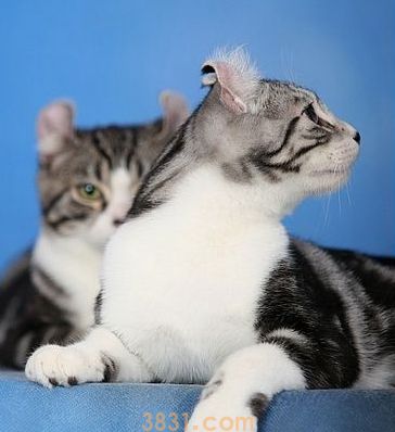 美国卷耳猫猫粮怎莫选品质良好猫粮选定指南(图2)