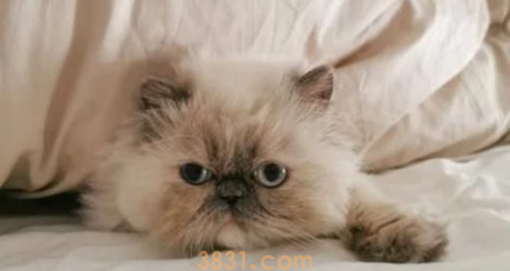 母猫为保护幼崽,勇斗青蛇入侵(图2)