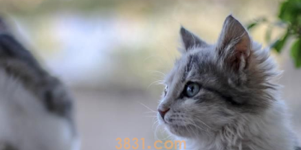 母猫为保护幼崽,勇斗青蛇入侵(图3)