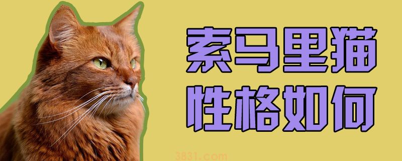 索马里猫性格如何能(图1)