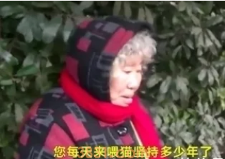 老人天天去公园,不锻炼却是来喂流浪猫:年轻人不养了都丢了!(图1)