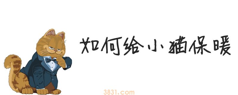 该如何给小猫保暖(图1)