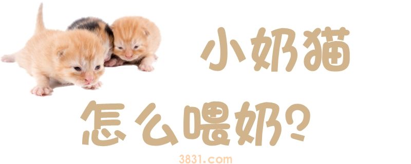 小奶猫怎么喂宝宝(图1)