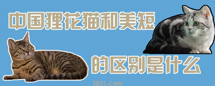 中国狸花猫mei短的区别是什么(图1)
