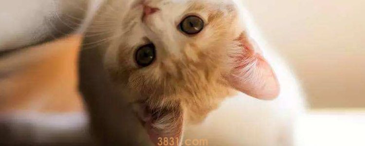 小母猫多大来月经那不叫月经!(图1)