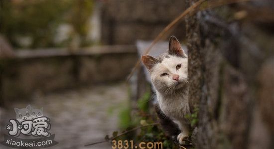 猫为什么不不喜欢水猫怕水的原因是什么(图2)