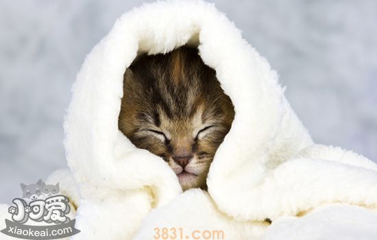 猫洗澡啊怎莫洗你家猫也胆怯洗澡好吗(图1)