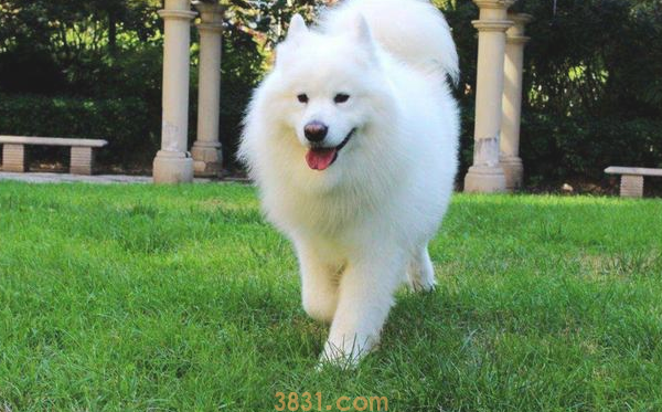 铲屎官家里养了一只大熊猫?不,它居然一只善于隐藏的萨摩耶(图1)