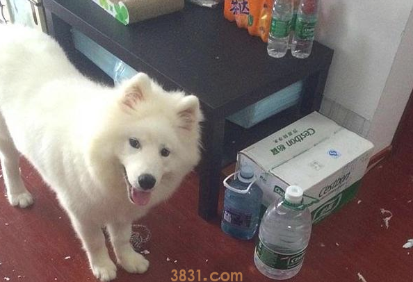 铲屎官家里养了一只大熊猫?不,它居然一只善于隐藏的萨摩耶(图2)