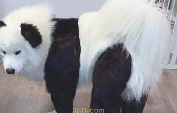 铲屎官家里养了一只大熊猫?不,它居然一只善于隐藏的萨摩耶(图4)