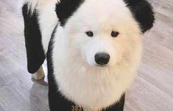 铲屎官家里养了一只大熊猫?不,它居然一只善于隐藏的萨摩耶(图3)