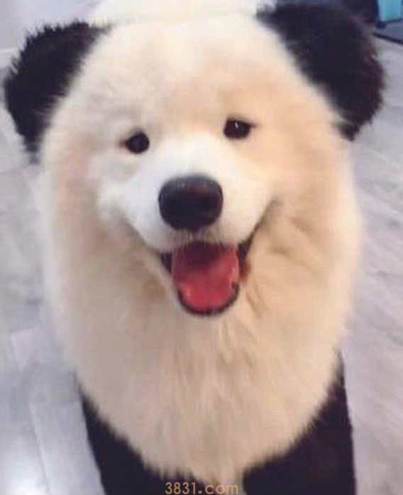 铲屎官家里养了一只大熊猫?不,它居然一只善于隐藏的萨摩耶(图6)