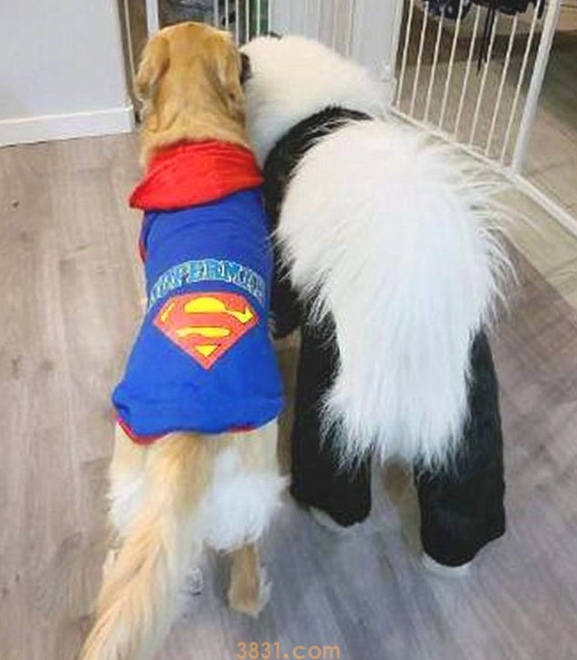 铲屎官家里养了一只大熊猫?不,它居然一只善于隐藏的萨摩耶(图7)