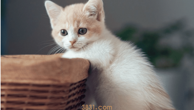 家里养了两只宠物猫,时不时就打上一架,这时主人该如何是好?(图1)