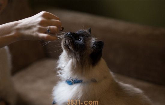 猫为啥会咬人猫咪咬人是只是因为什么呢心理(图2)