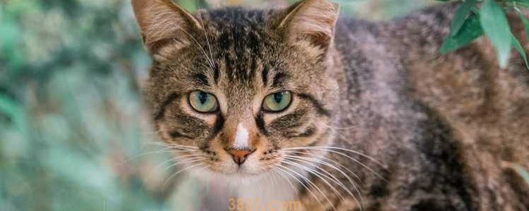 怎末确认猫生不下来猫咪怀死胎的症状表现(图1)