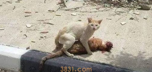 流浪猫被车撞倒死在马路上,它的伙伴看到后,做出的行为令人感动(图1)