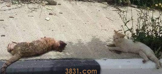 流浪猫被车撞倒死在马路上,它的伙伴看到后,做出的行为令人感动(图2)