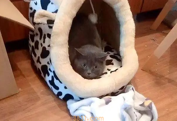 猫咪被困家中73天,独自顽强求生,再见主人时,它哭得泪流满面(图1)