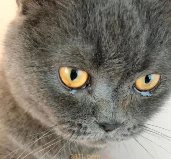 猫咪被困家中73天,独自顽强求生,再见主人时,它哭得泪流满面(图2)