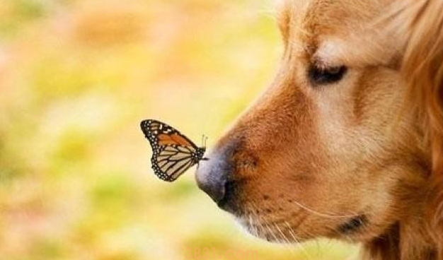 狗狗走丢晚上哪里过夜(图1)