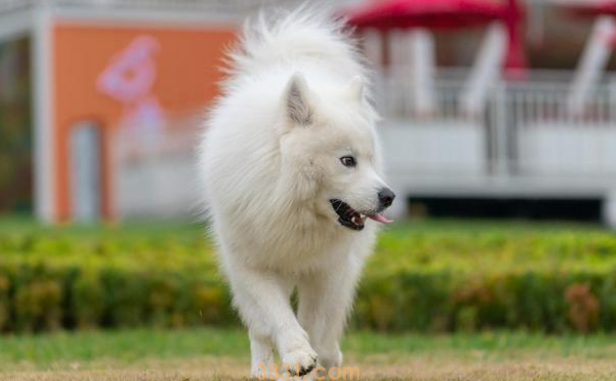 萨摩耶一生认几个主人(图1)