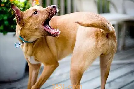 狗狗老是咬自己的尾巴是怎么回事(图1)