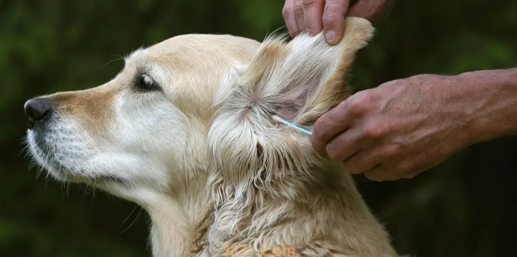 狗狗的耳朵里面有褐色分泌物怎么治好(图1)