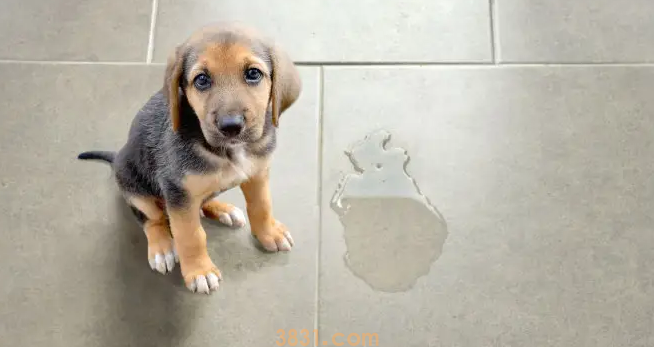 狗狗24小时不尿是怎么回事(图1)