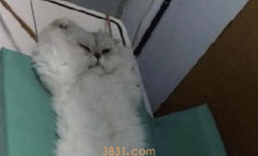 女子带猫咪去绝育,中途被邀请进屋,走进去一看,直接笑抽了(图1)