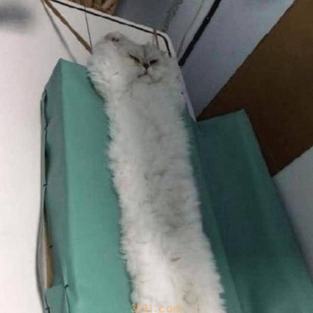 女子带猫咪去绝育,中途被邀请进屋,走进去一看,直接笑抽了(图2)