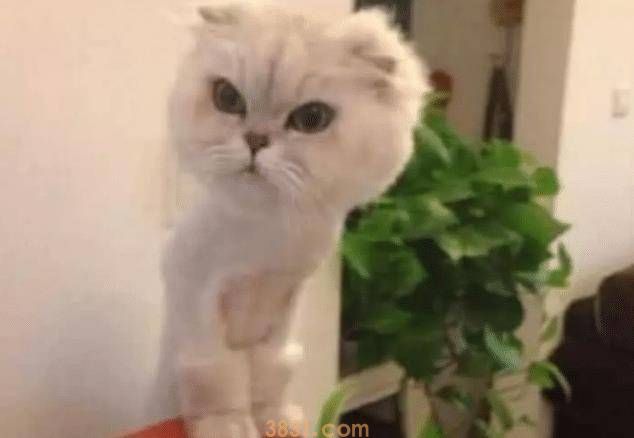 女子带猫咪去绝育,中途被邀请进屋,走进去一看,直接笑抽了(图3)