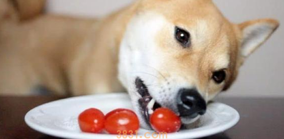 狗可以吃番茄吗(图1)