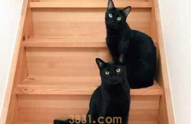 黑猫不上相? 日本黑猫超大澄澈双眼怎么拍都好看(图1)