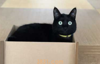 黑猫不上相? 日本黑猫超大澄澈双眼怎么拍都好看(图2)