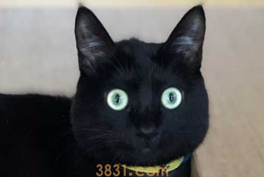 黑猫不上相? 日本黑猫超大澄澈双眼怎么拍都好看(图3)