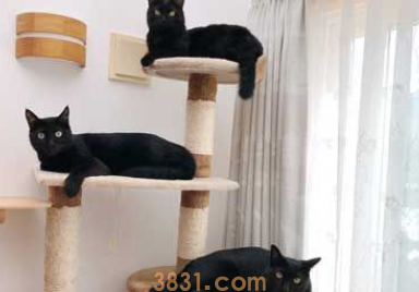 黑猫不上相? 日本黑猫超大澄澈双眼怎么拍都好看(图4)