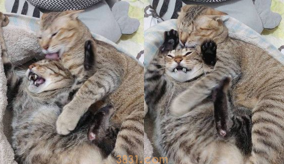 以前的三条街的街猫老大 现在被弟弟霸凌热情舔毛(图1)