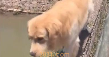 铲屎官带金毛散散步,一个回身狗狗却不见了,猫奴大呼出大事了(图1)