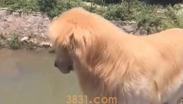 铲屎官带金毛散散步,一个回身狗狗却不见了,猫奴大呼出大事了(图2)