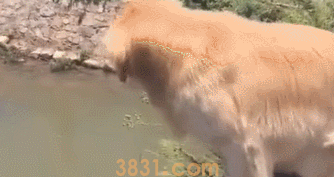 铲屎官带金毛散散步,一个回身狗狗却不见了,猫奴大呼出大事了(图3)